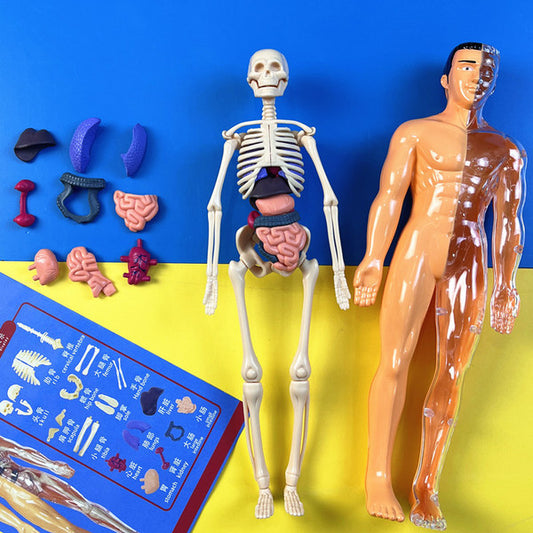Human structure toy