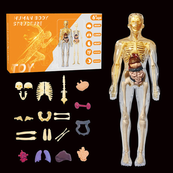 Human structure toy