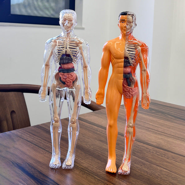 Human structure toy