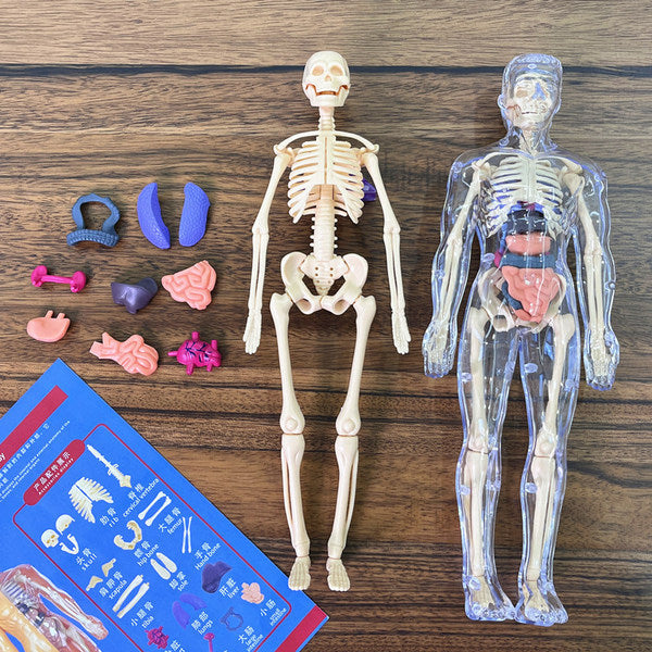 Human structure toy