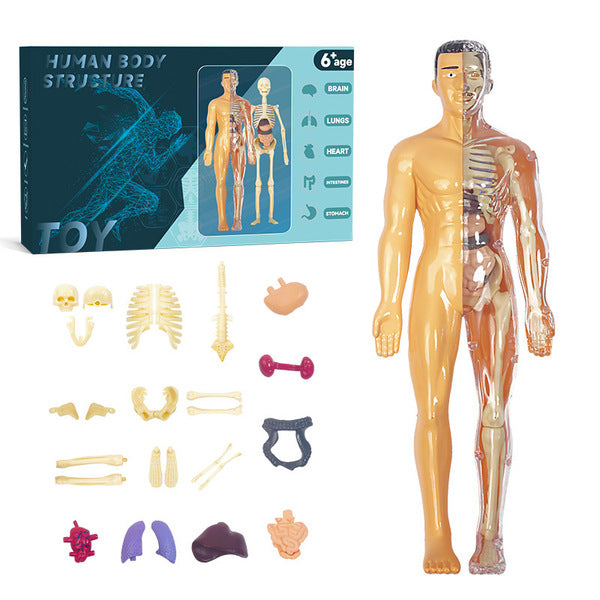 Human structure toy