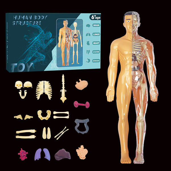 Human structure toy