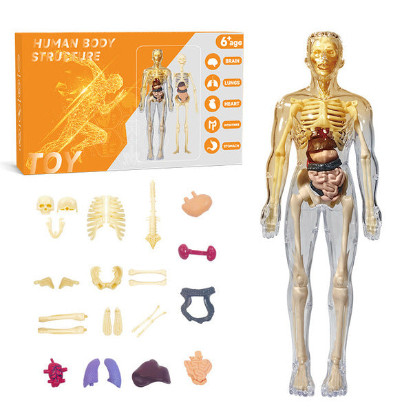 Human structure toy