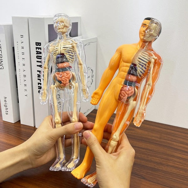 Human structure toy