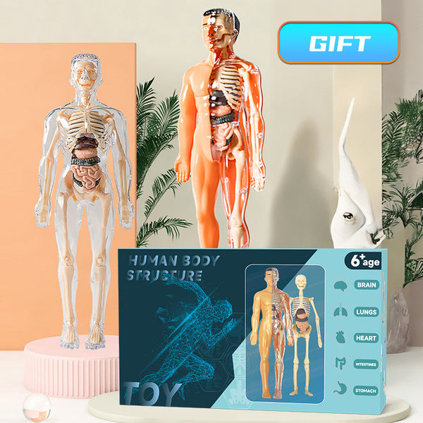 Human structure toy